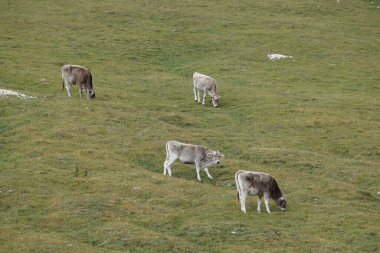 Dolomite Dağları 'ndaki Alp' te otlayan inekler / Mastle Alp / Puez Geisler Doğa Parkı