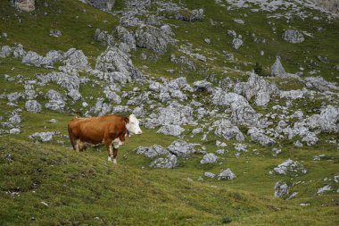 Kayalar Arasında: Dolomite Dağlarındaki İnek / Mastle Alp / Puez Geisler Doğa Parkı