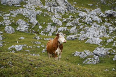Kayalar Arasında: Dolomite Dağlarındaki İnek / Mastle Alp / Puez Geisler Doğa Parkı