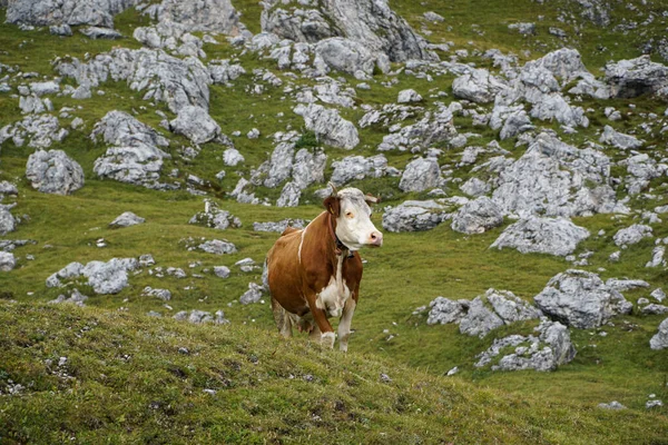 Kayalar Arasında: Dolomite Dağlarındaki İnek / Mastle Alp / Puez Geisler Doğa Parkı
