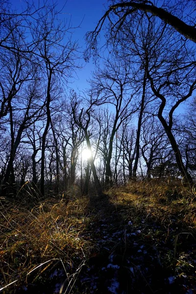 Krásná Lesní Krajina Rakousku — Stock fotografie