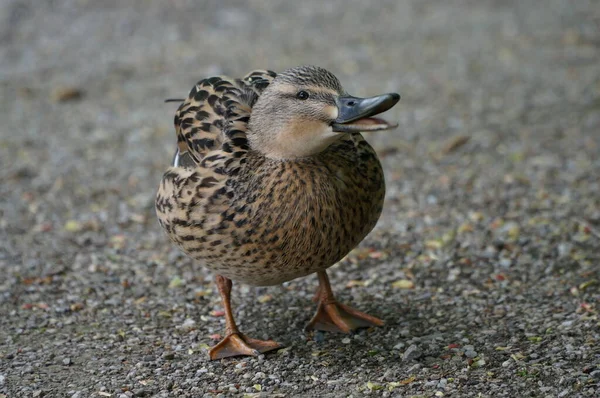 Wonderful Bird Portrait Female Mallard Duck — Stock Photo, Image