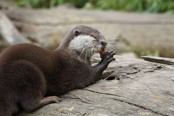 Hungry Sea Otter Eating Meat Zoo — Stock Photo, Image