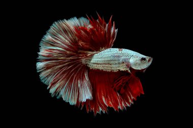 Metalik beyaz ve kırmızı betta balık ana renk ile renkli, Siyam mücadele balık siyah arka plan üzerinde izole edildi.