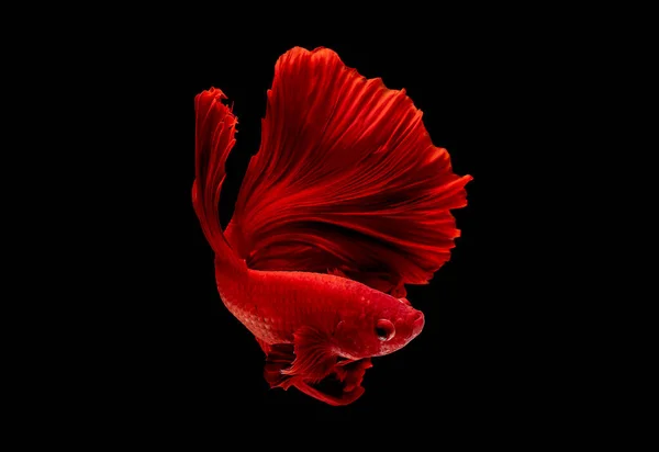 Red Betta Fish Siamese Fighting Fish Isolated Black Background Fish — Stock Photo, Image