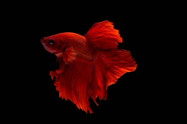 Red Betta Fish Siamese Fighting Fish Isolated Black Background Fish — Stock Photo, Image