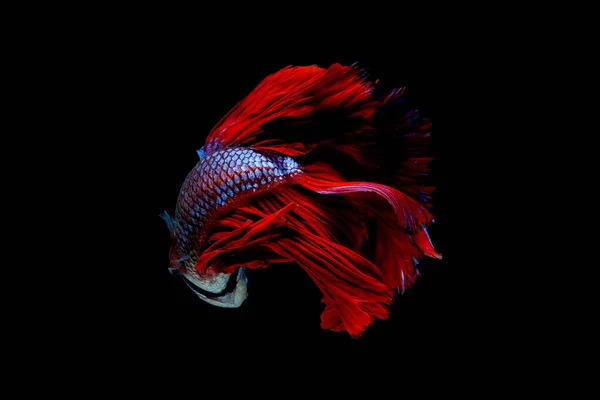 청새치와 물고기의 주색으로 색깔을 시암새는 바탕에서 서식하고 있었다 물고기 고개를 — 스톡 사진