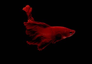 Kırmızı betta balık, Siyam mücadele balık siyah arka plan üzerinde izole edildi. Balık da yüzme sırasında farklı yönde dönüş kafası eylem.