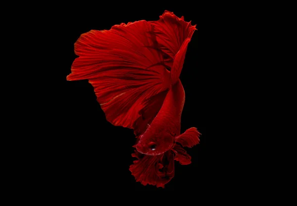 Red Betta Fish Siamese Fighting Fish Isolated Black Background Fish — Stock Photo, Image