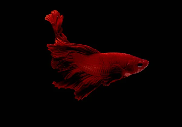 Красная Бета Рыба Сиамская Боевая Рыба Выделены Черном Фоне Рыба — стоковое фото