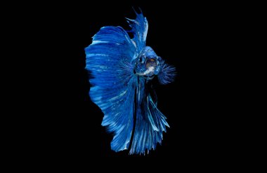 Koyu mavi Siyam dövüş balığı siyah arka planda izole edildi.