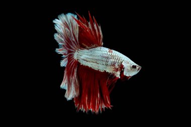 Metalik beyaz ve kırmızı betta balık ana renk ile renkli, Siyam mücadele balık siyah arka plan üzerinde izole edildi.
