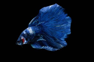 Koyu mavi Siyam dövüş balığı siyah arka planda izole edildi.