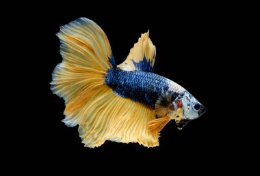 Mavi ve sarı renkli Siyam dövüş balığı siyah arka planda izole edildi.