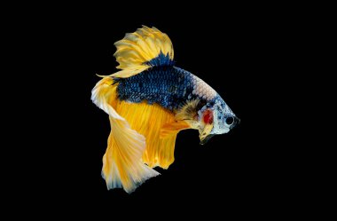 Mavi ve sarı renkli Siyam dövüş balığı siyah arka planda izole edildi.