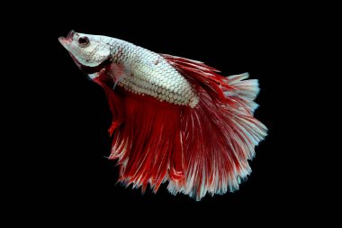 Metalik beyaz ve kırmızı betta balık ana renk ile renkli, Siyam mücadele balık siyah arka plan üzerinde izole edildi.