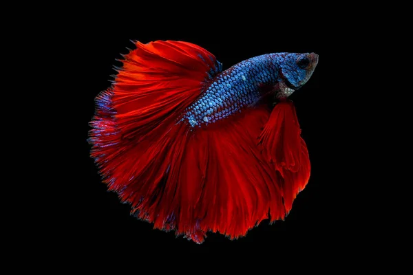 Colorful Main Color Blue Red Betta Fish Siamese Fighting Fish — Stock Photo, Image