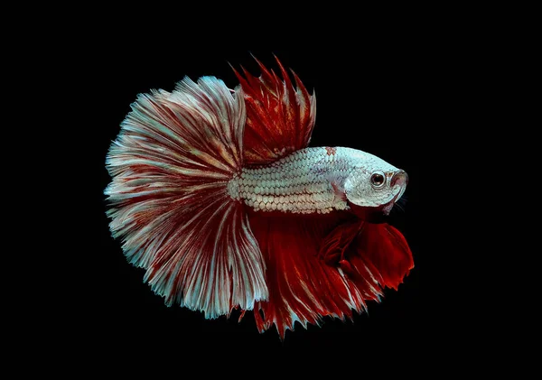 Красочный Основным Цветом Металлической Белой Красной Рыбой Betta Сиамский Боевой — стоковое фото