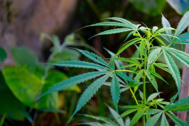 Esrar ağacı diğer bitkilerin yanında koyu yeşil arka planda yetişir..