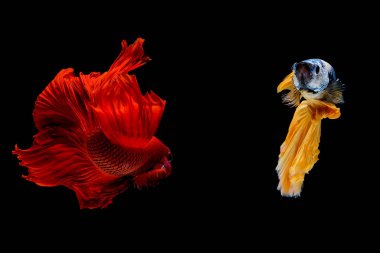 Bir çift kırmızı ve mavi betta balığı, Siyam dövüş balığı, saldırgan hareketleriyle siyah arka planda izole edildi..