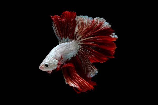 Bunt Mit Hauptfarbe Metallisch Weißer Und Roter Beta Fisch Siamesischer — Stockfoto