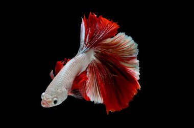 Metalik beyaz ve kırmızı betta balık ana renk ile renkli, Siyam mücadele balık siyah arka plan üzerinde izole edildi.
