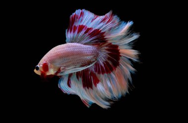 Açık pembe, mavi ve kırmızı betta balığının ana renginde olan Siyam dövüş balığı siyah arka planda izole edildi ve baş aşağı döndü ve yüzgeçlerini büktü..