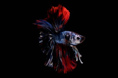 Mavi ve kırmızı betta balığının ana rengi ile renkli olan Siyam lı balıklar siyah arka planda izole edildi. Balık da yüzme sırasında farklı yönde dönüş kafası eylem.