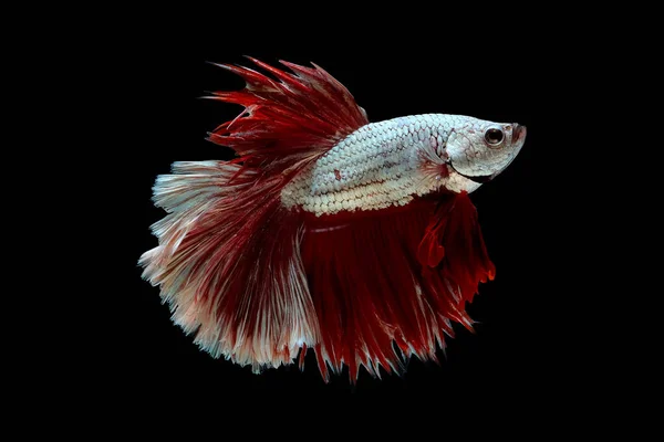 Colorful with main color of metallic white and red betta fish, Siamese fighting fish was isolated on black background.