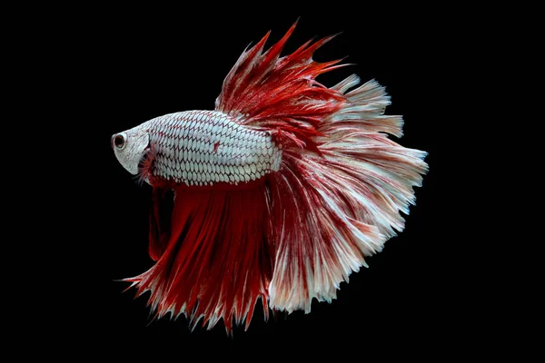 Metalik Beyaz Kırmızı Betta Balık Ana Renk Ile Renkli Siyam — Stok fotoğraf