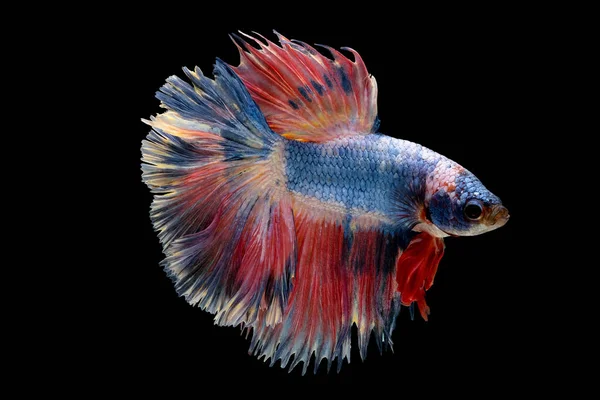 Berwarna Dengan Warna Utama Biru Muda Dan Ikan Betta Merah — Stok Foto