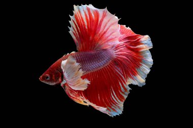 Kırmızı ve pembe Siyam dövüşü siyah arka planda farklı hareketlerle betta balığı.