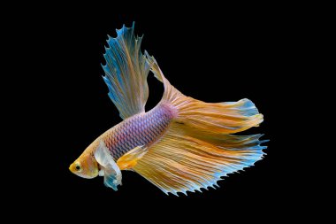 Koyu arka planda farklı yüzme hareketleriyle betta balıklarıyla dövüşen izole edilmiş sarı siyam balığı..