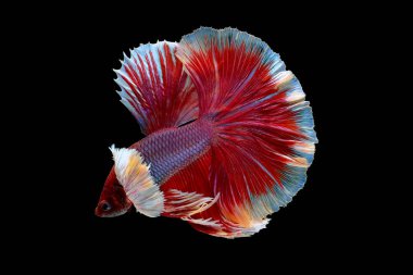 Kırmızı ve pembe Siyam dövüşü siyah arka planda farklı hareketlerle betta balığı.