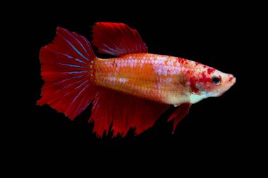 Multi-color or colorful female betta fish, Siamese fighting fish was isolated and swim on black background.