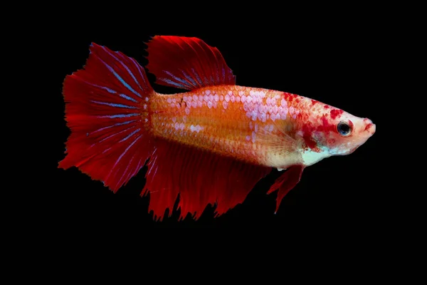 Multi-color or colorful female betta fish, Siamese fighting fish was isolated and swim on black background.