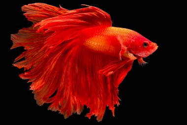 Açık kırmızı betta balık, Siyam mücadele balık siyah arka plan üzerinde izole edildi. Balık da yüzme sırasında farklı yönde dönüş kafası eylem.