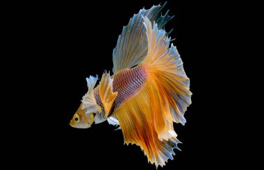 Koyu arka planda farklı yüzme hareketleriyle betta balıklarıyla dövüşen izole edilmiş sarı siyam balığı..