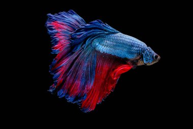 Mavi ve kırmızı betta balığının ana rengi ile renkli olan Siyam lı balıklar siyah arka planda izole edildi. Balık da yüzme sırasında farklı yönde dönüş kafası eylem.