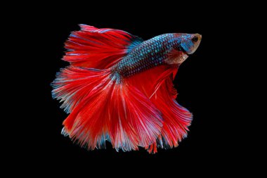 Colorful with main color of blue with red tail betta fish, Siamese fighting fish was isolated on black background.