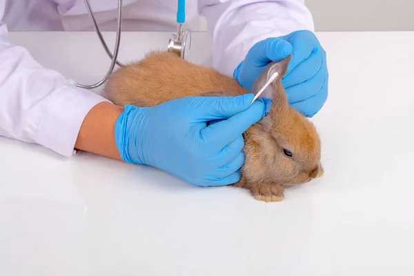 Tierarzt Mit Blauen Handschuhen Verwenden Wattestäbchen Verletzungen Oder Narben Kaninchenohr — Stockfoto