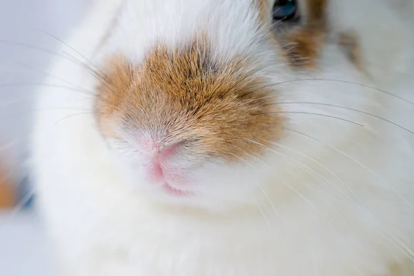 Gros Plan Nez Lapin Brun Blanc Air Calme Relaxant — Photo