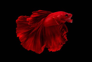Koyu kırmızı betta balığı, Siyam dövüş balığı siyah arka planda izole edilmişti. Balıklar da yüzme sırasında başlarını farklı yöne çevirirler..
