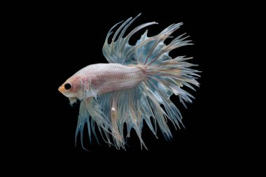 Beyaz betta görkemli adı Crown Tail Balığı, Siyam dövüş balığı açık sarı renkli siyah arka planda izole edildi..