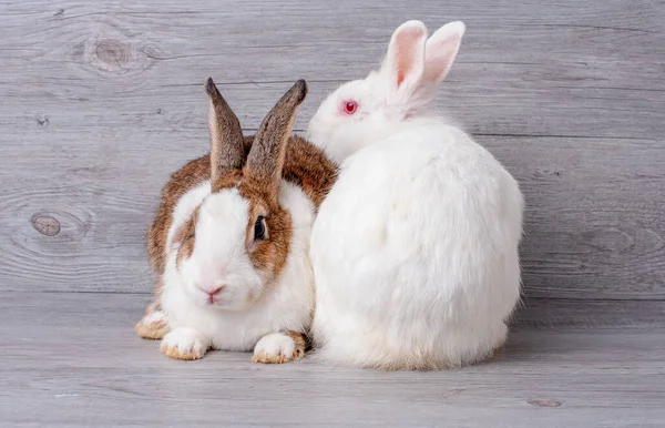 Brown Coniglio Bianco Soggiorno Con Coniglio Bianco Sfondo Grigio Modello — Foto Stock