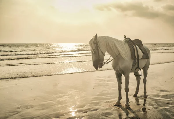 Vit Häst Står Sand Stranden Med Solnedgång Ljus — Stockfoto