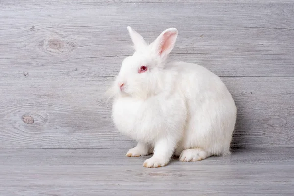 Conejo Blanco Adorable Conejo Con Ojo Rojo Estancia Sobre Fondo — Foto de Stock