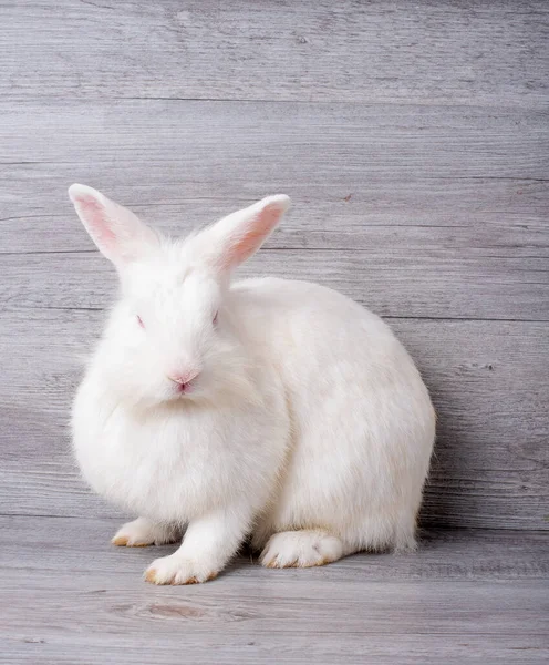 Weiße Entzückende Kaninchen Mit Rotem Auge Bleiben Auf Grauen Holzhintergrund — Stockfoto