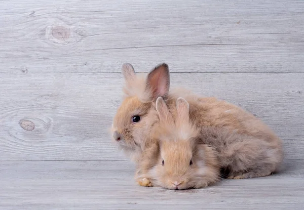 Twee Schattige Kleine Bruine Konijntje Met Ontspanning Actie Verblijf Grijs — Stockfoto