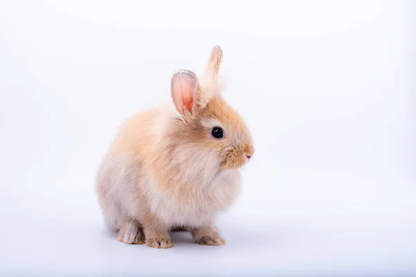 Kleine Braune Kaninchen Bleiben Ruhig Und Isolieren Auf Weißem Hintergrund — Stockfoto